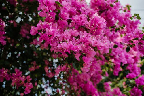 Free Branches of shrub bougainvillea glabra with pink flowers with gentle petals growing in lush park Stock Photo