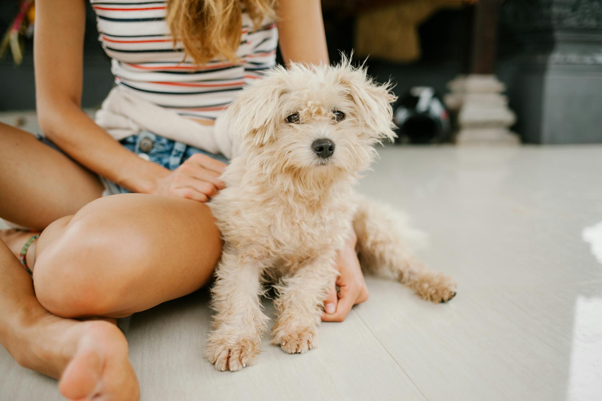 Une femme propriétaire de récolte avec un chiot , un caniche jouet à la fourrure moelleuse , assis ensemble sur le sol .