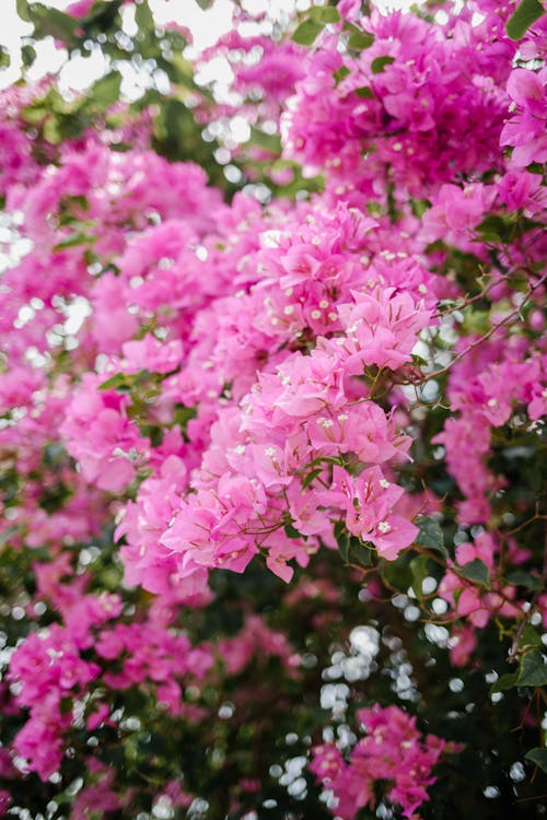 Bright pink blossoming flowers of bush bougainvillea glabra with green leaves in garden