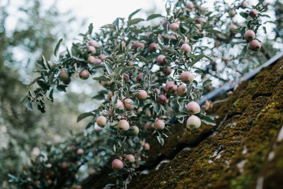 Close-up of apple tree branches with developing fruit and green leaves — result of careful old apple tree pruning in Surrey BC