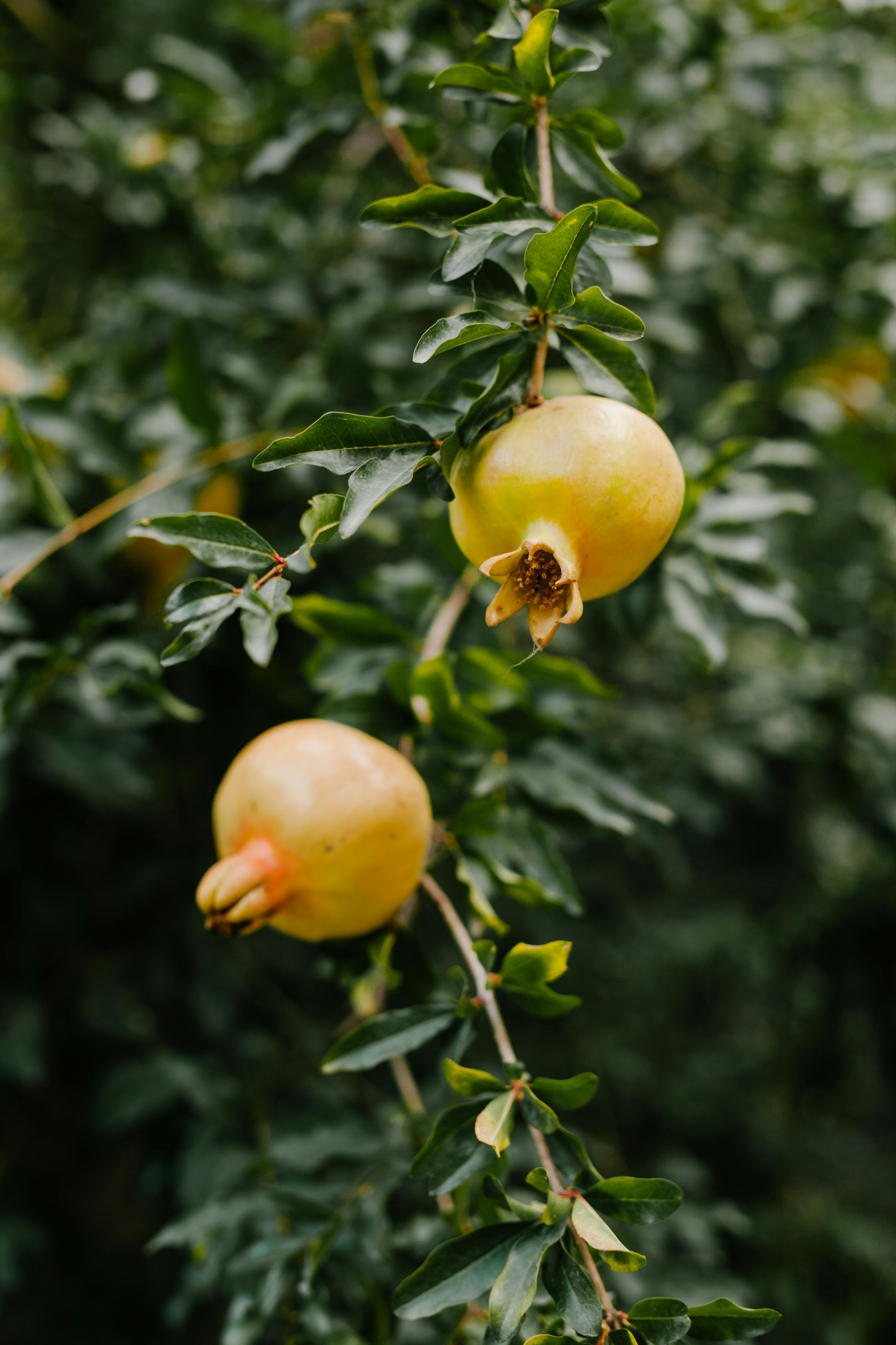 fresh garnet ripening on green branch