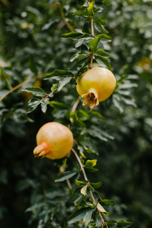 Free Fresh garnet ripening on green branch Stock Photo