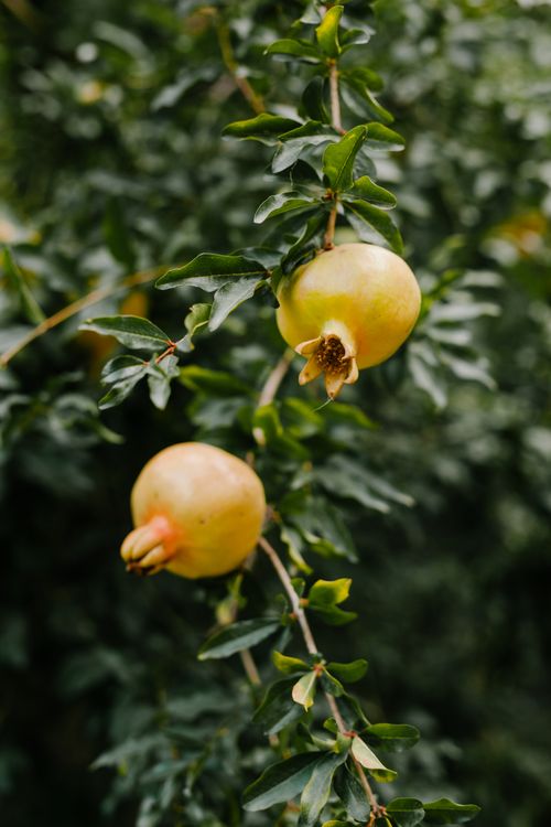 Free Exotic fruit pomegranate growing on branch of tree with green leaves growing in agricultural garden Stock Photo