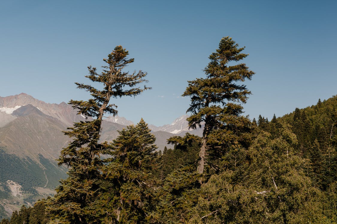 Green coniferous forest growing on slope of mountain against rocky peaks under blue cloudless sky