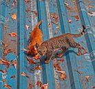 Small Cats Walking on a Roof Covered with Leaves 