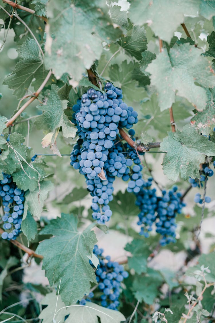 Ripe Grape On Green Branch