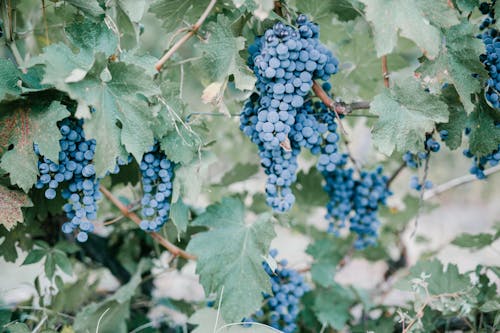 蓝色葡萄浆果在乡下的葡萄园里