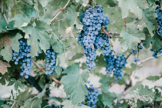 Lush blue grapes hanging from vines in a Georgian vineyard, ready for harvest.