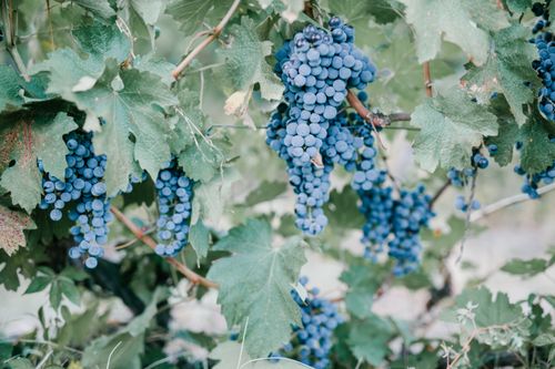 Free Ripe berry growing in clusters on grapevine on farm and used in making wine Stock Photo