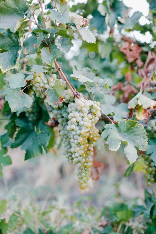 Green vines ripening on branches of lush tree in orchard of winery farm