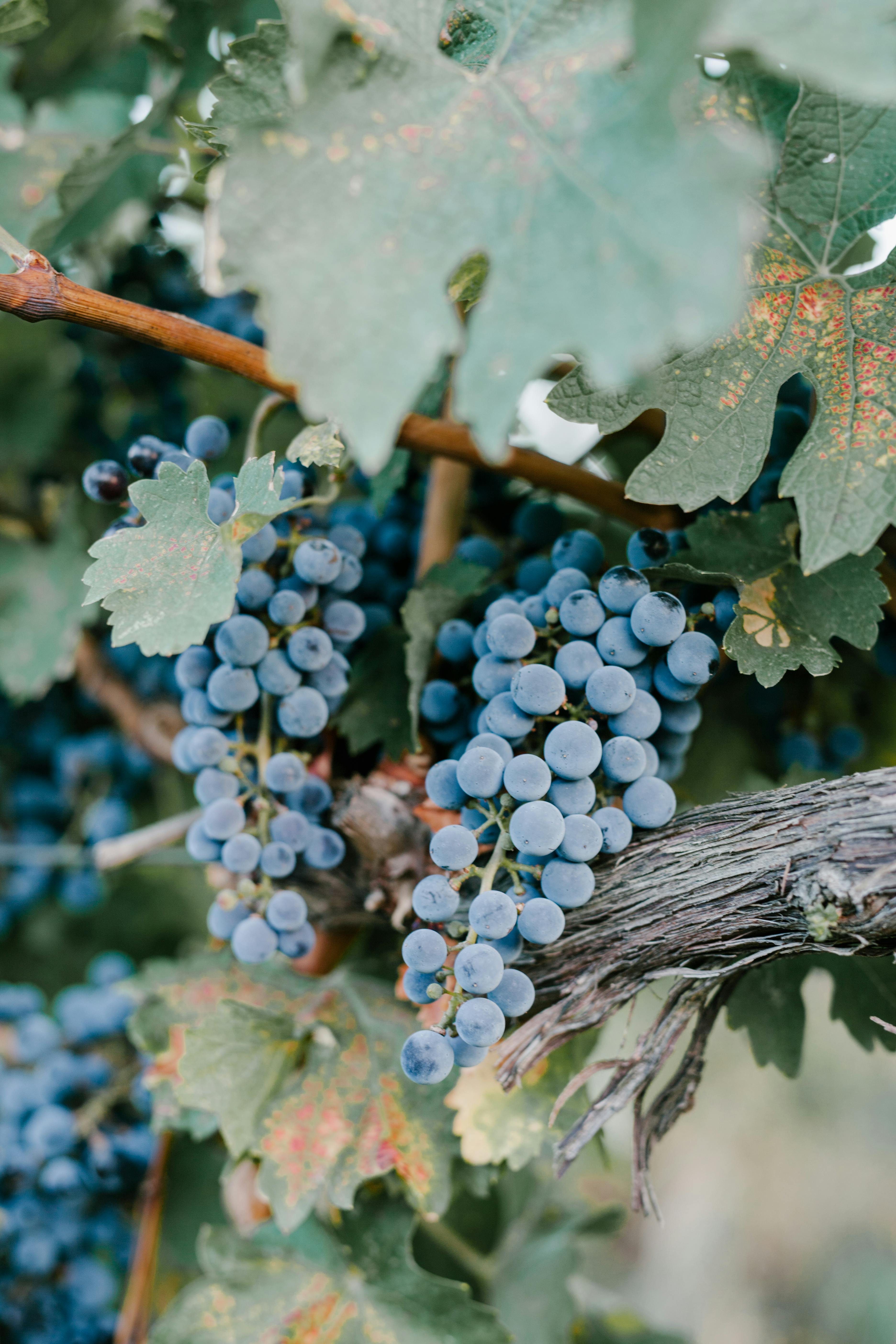 grapes cultivated in vineyard in farm