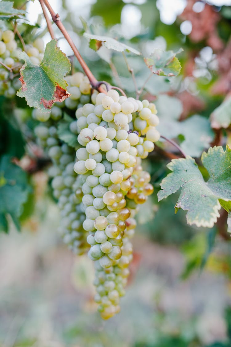 Fresh Grapevine On Branch In Vineyard