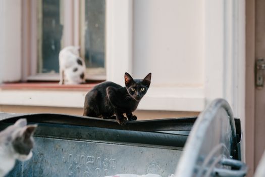 在佐治亚州的一个住宅区，一只好奇的流浪猫正在探索垃圾箱