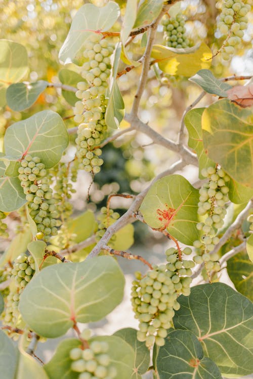 Bunches of fresh ripe grapes growing on tree with green leaves in sunny orchard