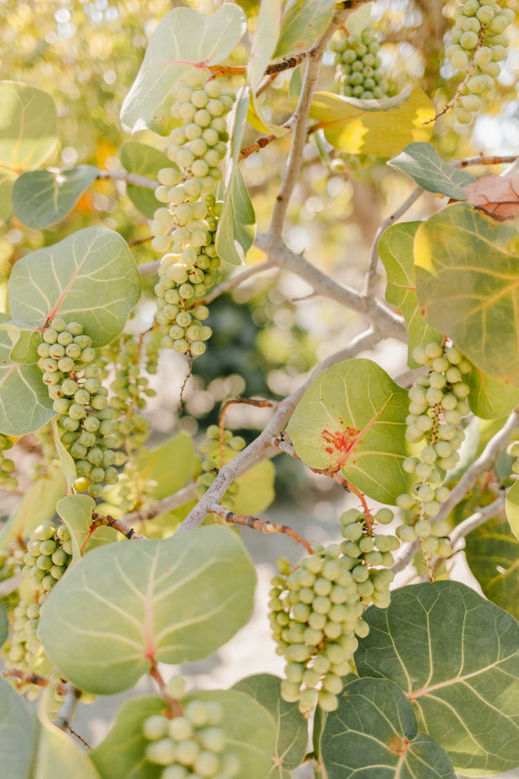 Branches Of Green Grape In Wine Farm