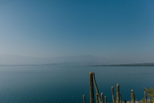 在多米尼加共和国沿海，蔚蓝的天空下，平静的大海与高耸的仙人掌构成一幅风景