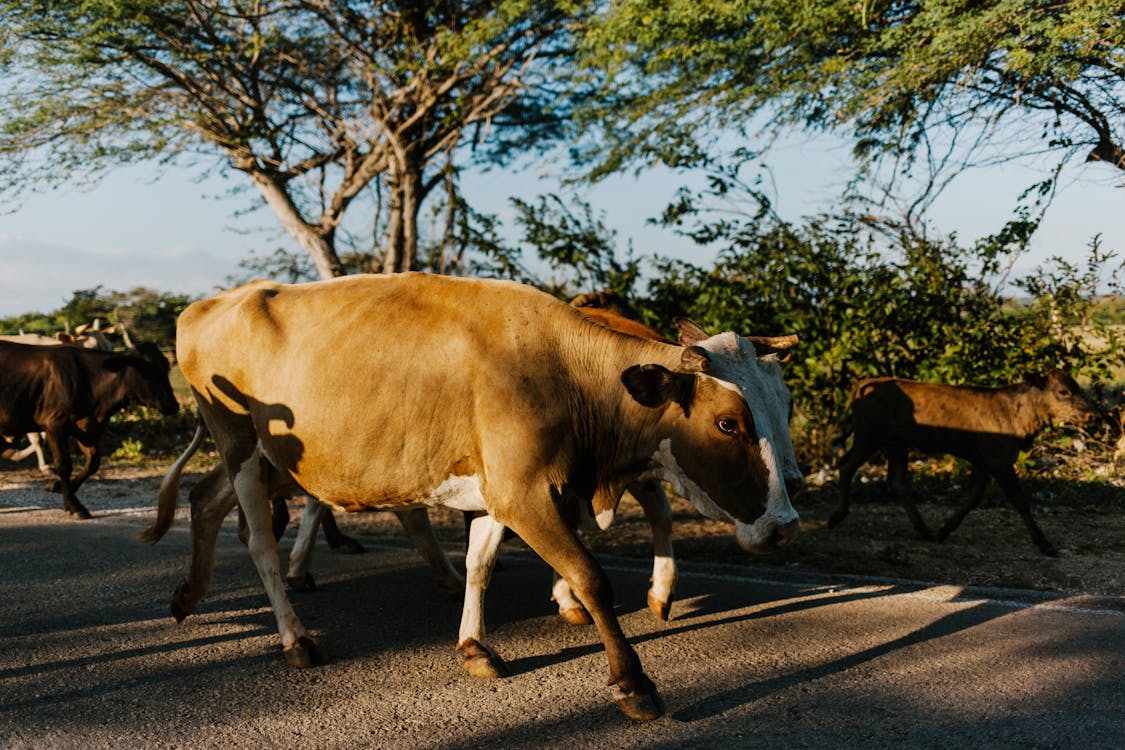 Rebaño De Vacas Caminando A Pastos En Campo