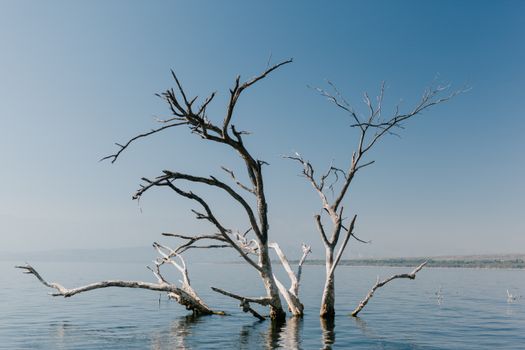 Long branches of plant in water of pond under blue clear sky in natural environment