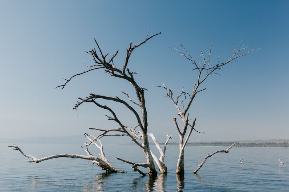 Long branches of plant in water of pond under blue clear sky in natural environment