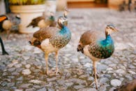 Peafowls with bright ornamental plumage and pointed beaks strolling on rough pathway in summer