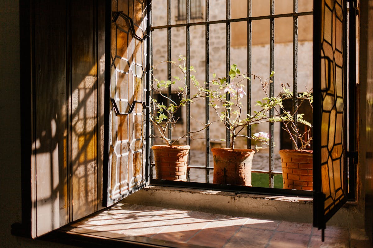Clay pots with green plants near metal bars and open shutters of aged masonry building in sunlight