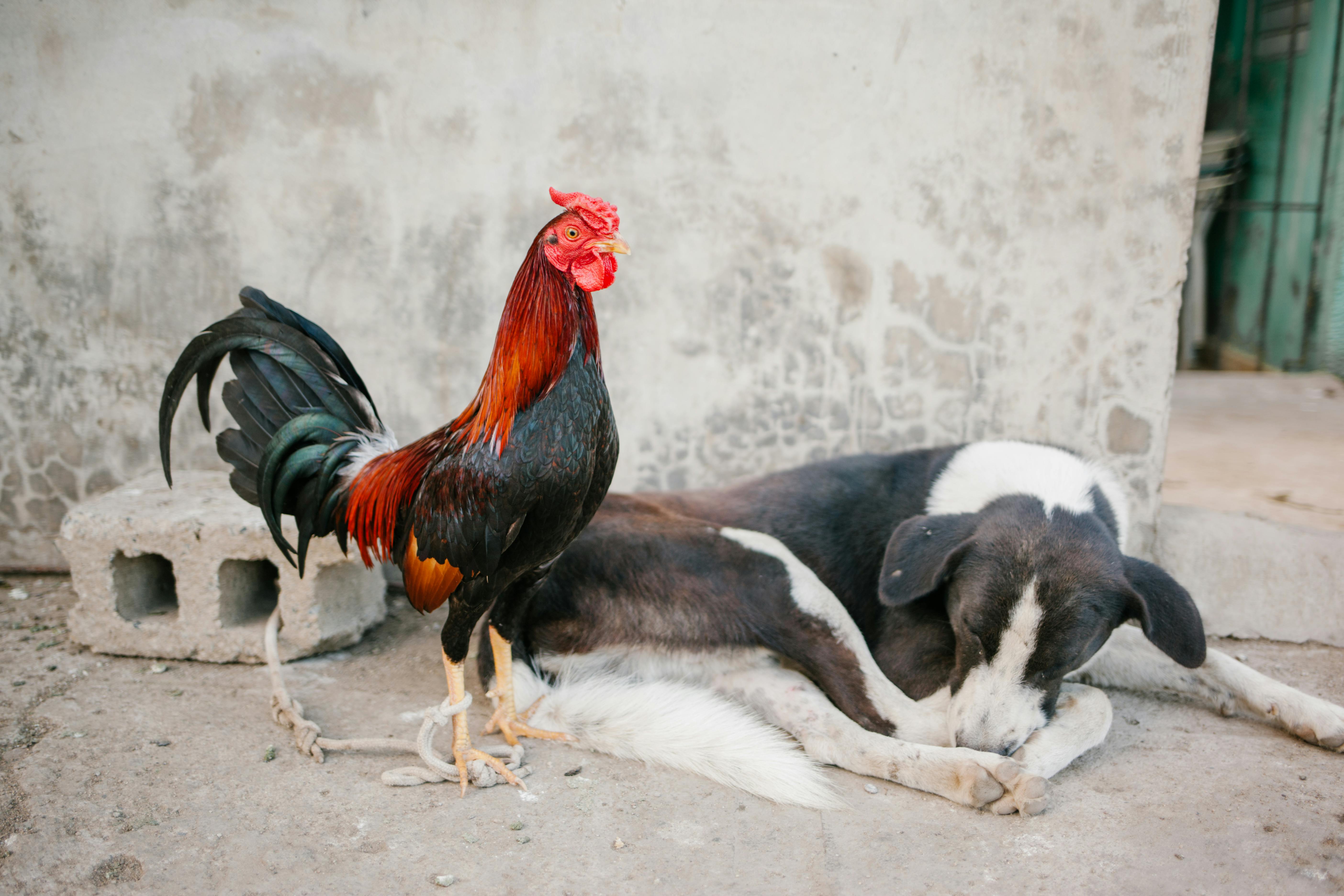 rooster with bright plumage near dog resting on street