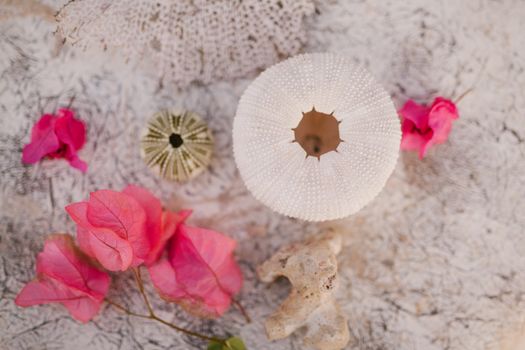 Pink bougainvillea near assorted sea urchins in daylight