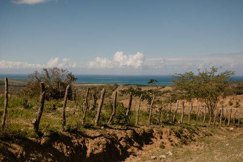 Free Scenic view of trees on rough mountainous terrain near ocean with horizon under blue cloudy sky Stock Photo