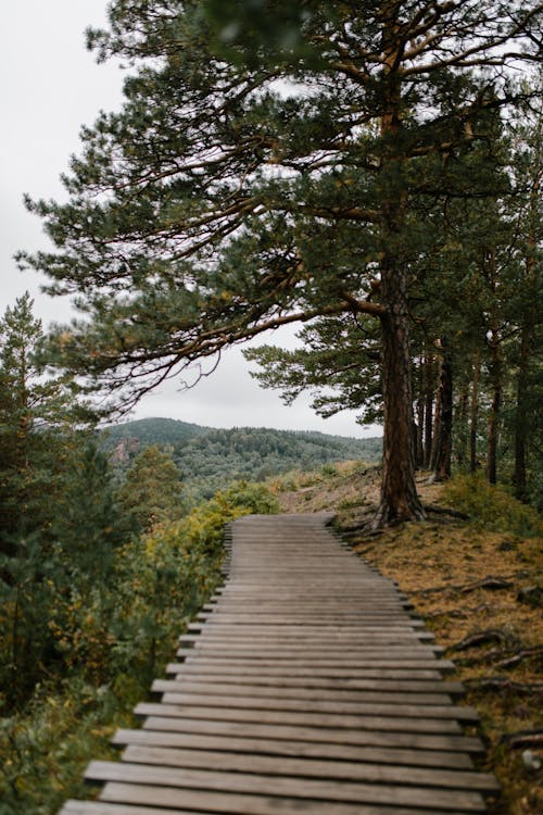 Scenic view of narrow wavy boardwalk between high green trees against mount in daytime