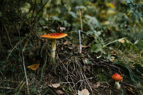 Amanita mushrooms growing on ground among green herb