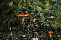 Amanita mushrooms growing on ground among green herb