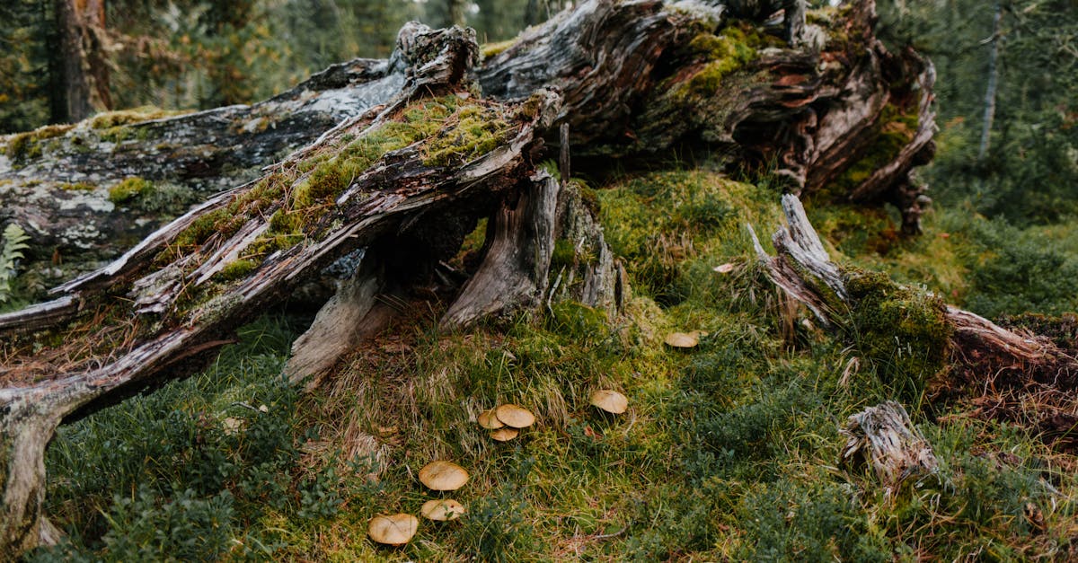 How to grow mushroom trees terr aria