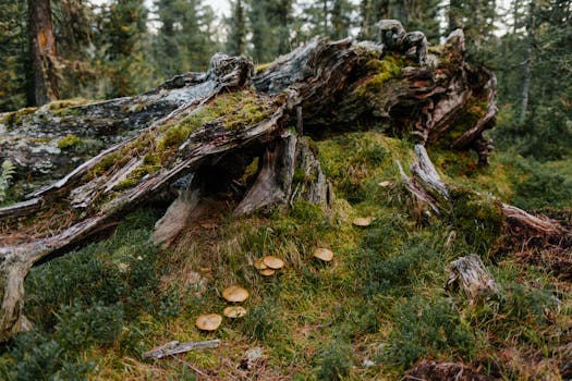 Damaged old tree covered with moss near green herb and mushrooms in forest in summer