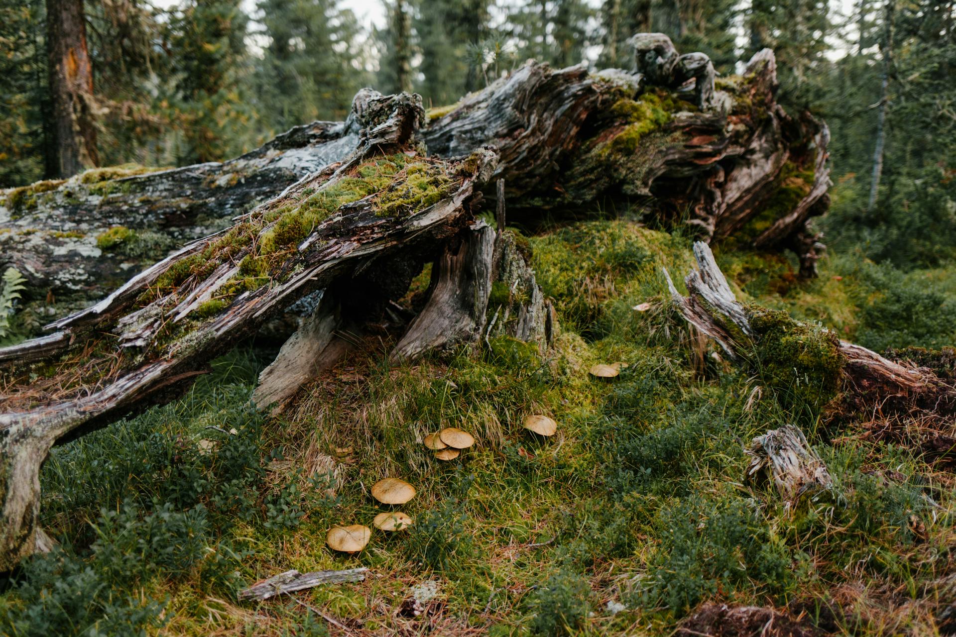 Damaged old tree covered with moss near green herb and mushrooms in forest in summer