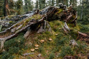 Damaged old tree covered with moss near green herb and mushrooms in forest in summer