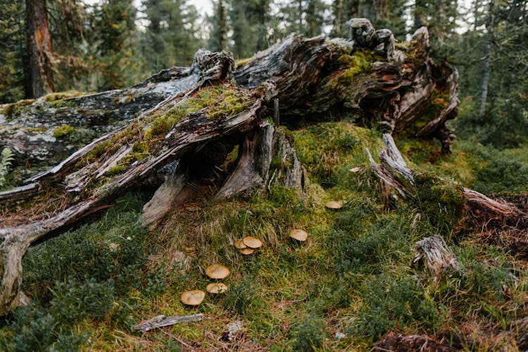 Old Tree Covered With Green Moss Near Fresh Grass With Mushrooms