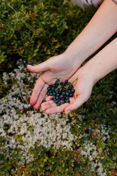 Free From above of crop anonymous female demonstrating gooseberry in hands on background of green bushes in garden Stock Photo