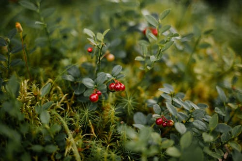 Fresh red barberries growing on green bush near herb on glade in forest in summer