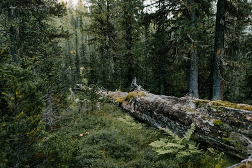 Gratis Pohon Dengan Kulit Kayu Tua Di Atas Tumbuhan Hijau Di Hutan Foto Stok
