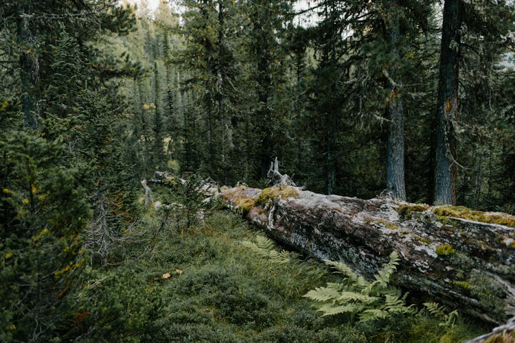 Tree With Old Bark On Green Herb In Forest