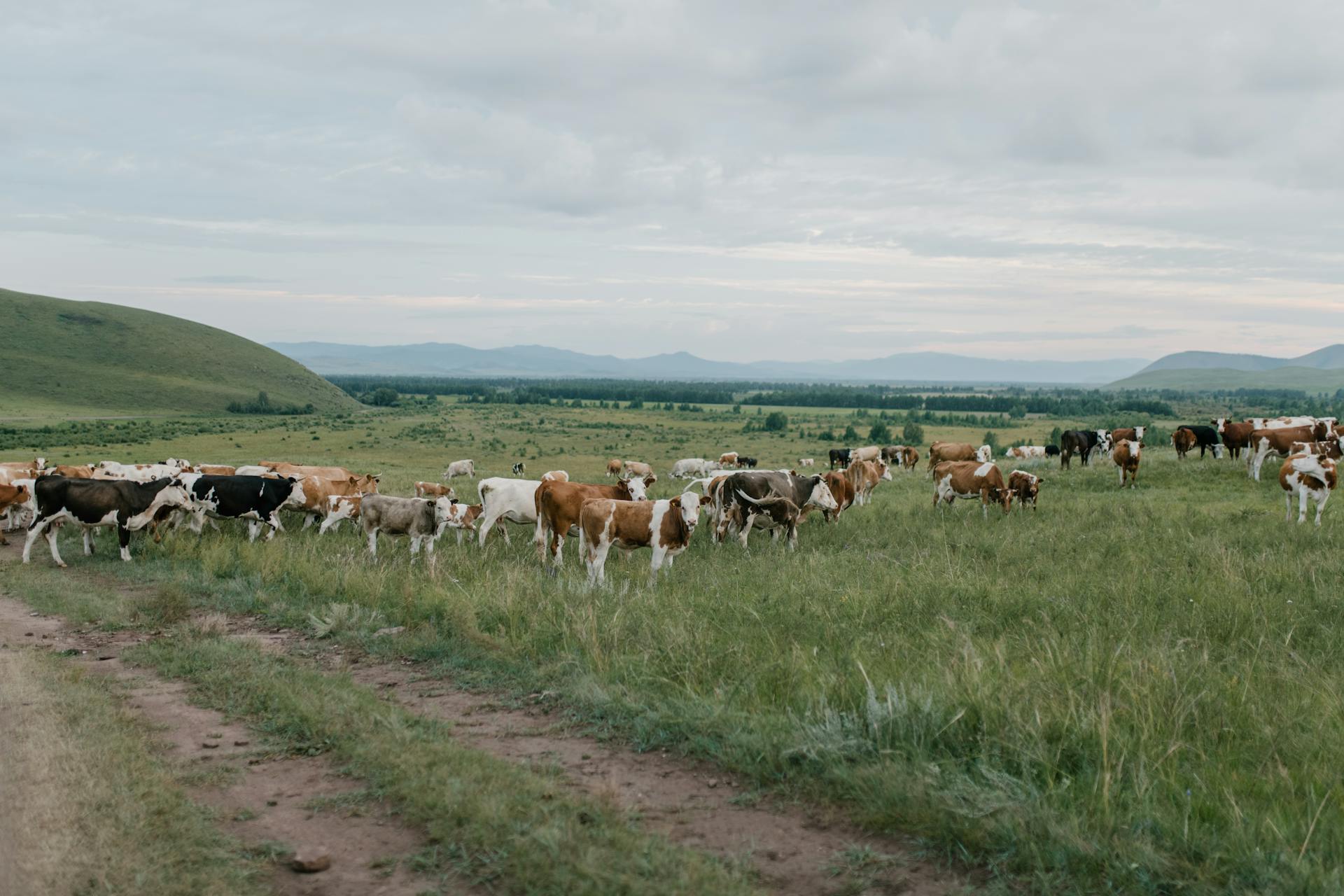 Flock of domestic animals pasturing in meadow with fresh green herb near picturesque hills under cloudy gloomy sky