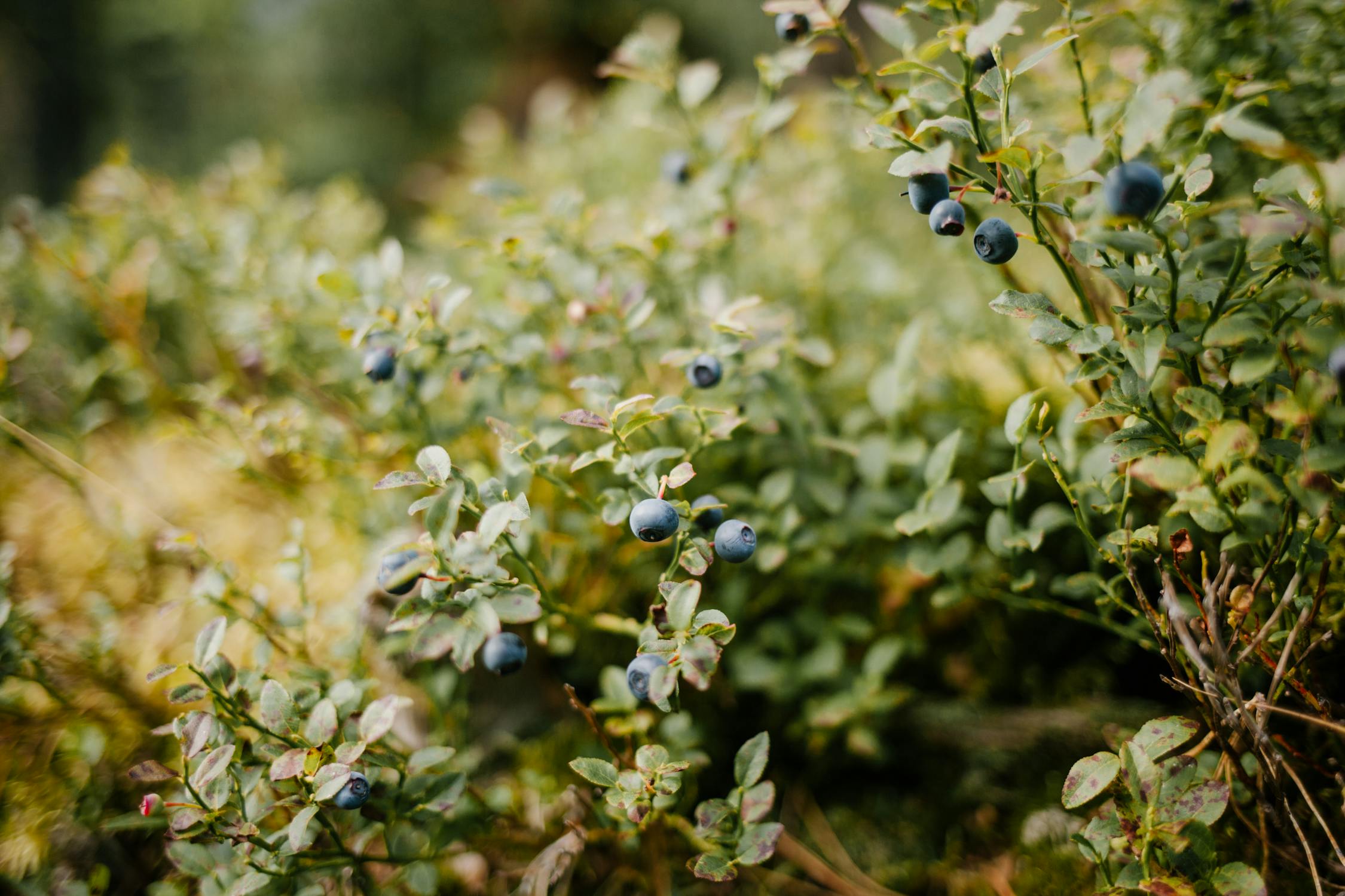 Blueberries growing on fresh green bush · Free Stock Photo