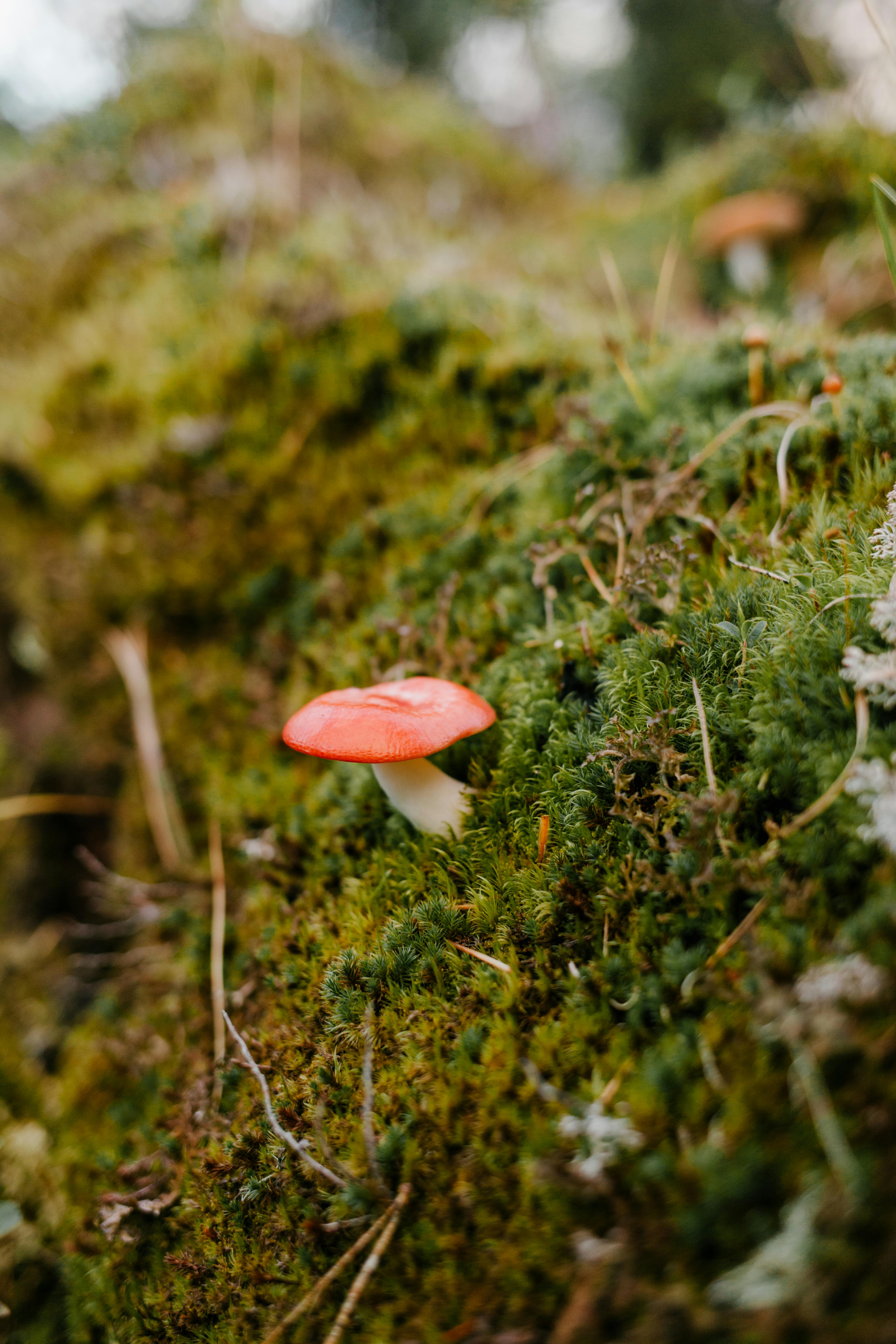 tiny mushroom growing on green moss in forest