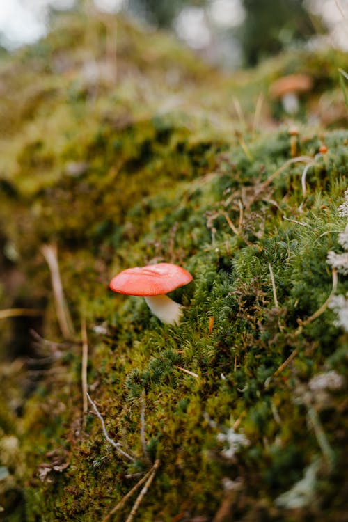 Small fresh mushroom growing on verdant soft moss in wood on autumn day