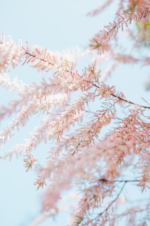 Gentle plant with fresh twigs in blossom in spring on background of bright blue sky in garden