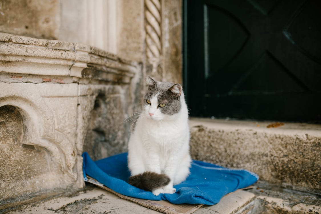 Free Fluffy cat sitting on blue cloth near entrance Stock Photo