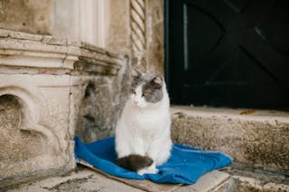Fluffy cat sitting on blue cloth near entrance