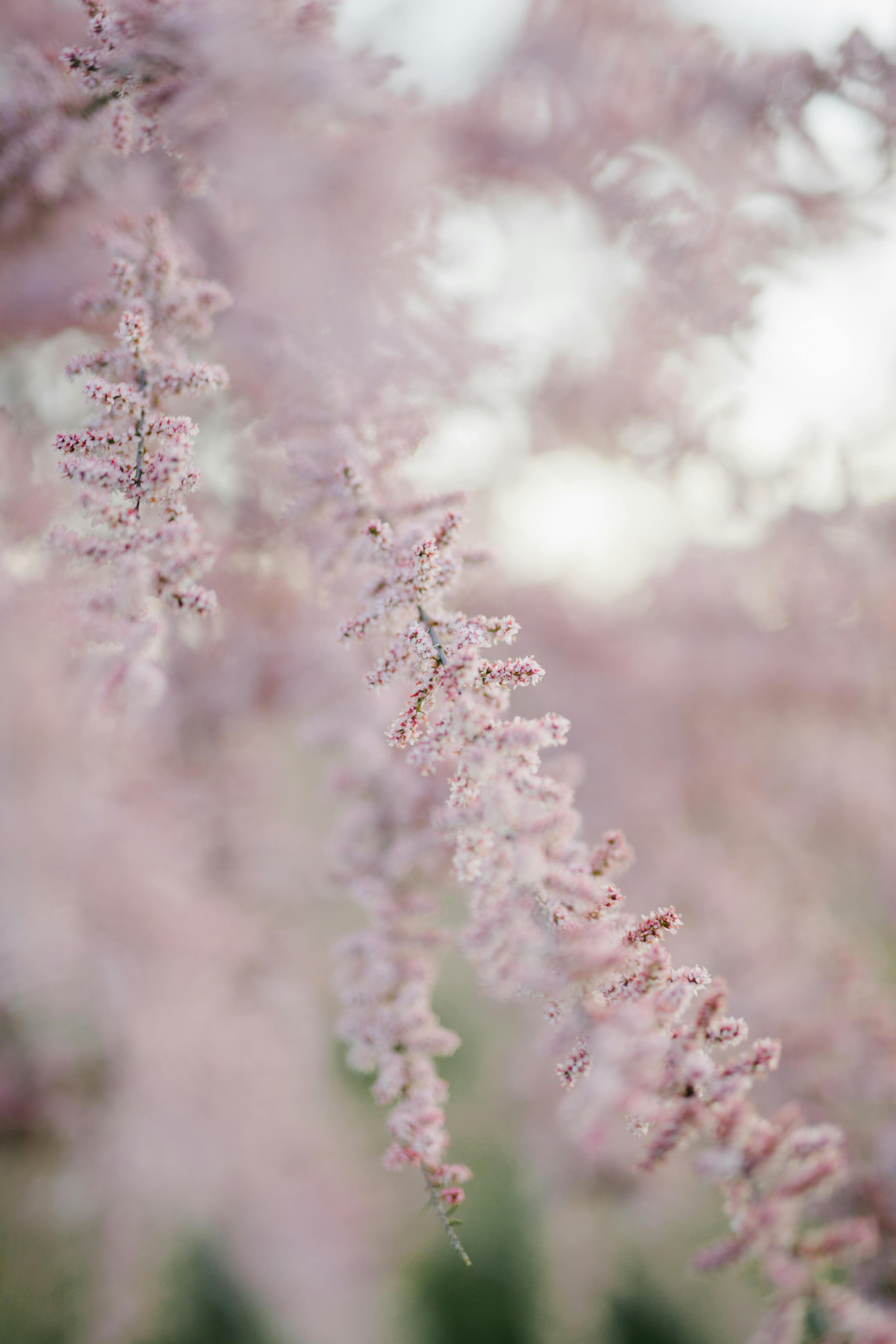 gentle blooming branch in garden in spring