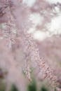 Delicate pink flowers in blossom growing on thin branch in spring in soft focus