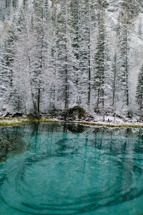 Bellissimo Lago Nella Foresta Invernale